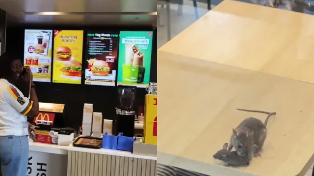 Eet smakelijk: Ratten maken het reuzegezellig op tafel in Indiase McDonald's